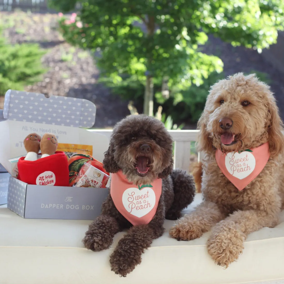 The Dapper Dog Box