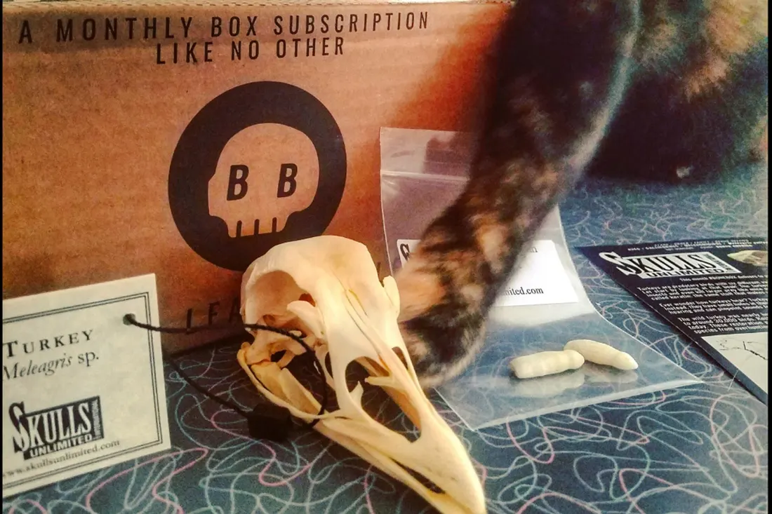 Skulls Unlimited BoneBox